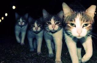 黑喵cp最新爆料是谁,神秘幕后黑手揭晓！”  第3张